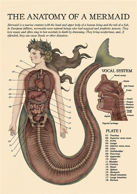 Mermaid diagrams. Things To Know About Mermaid diagrams. 